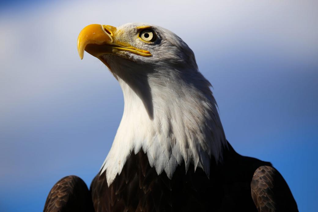 An eagle is a symbol of freedom from mortgage payments